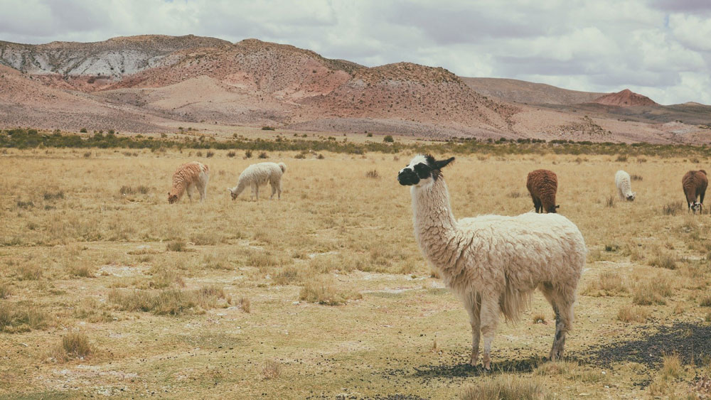 Alpaca in der Wueste