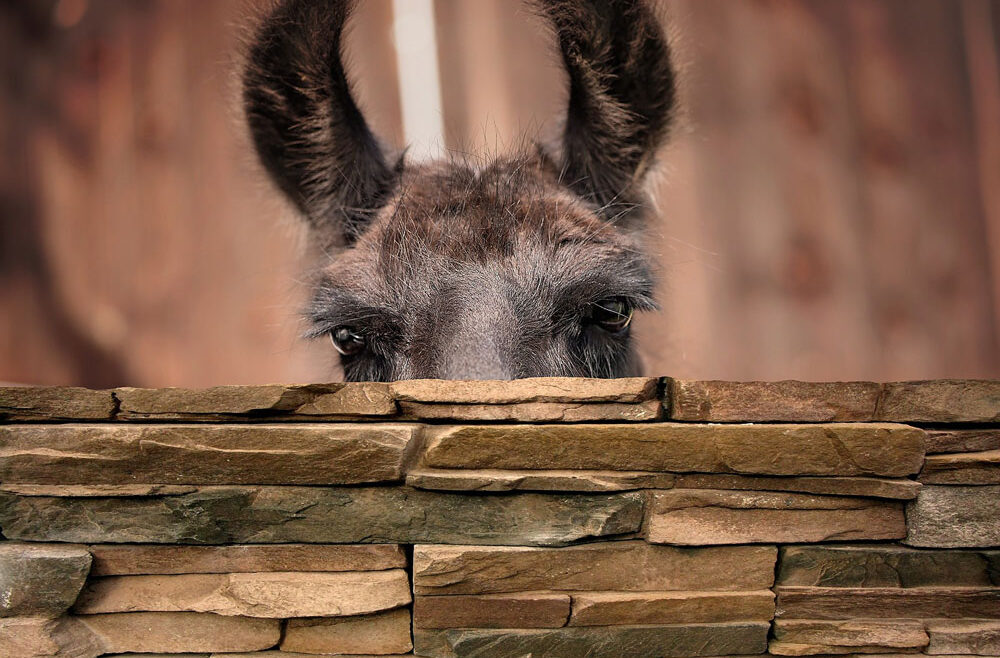 Lama Portrait