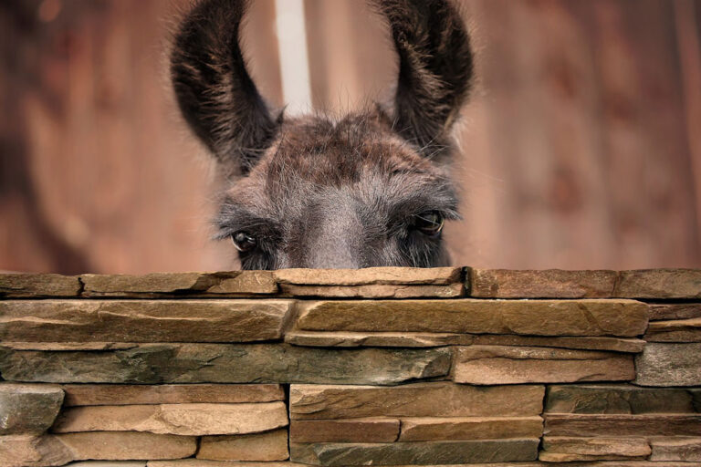 Lama Portrait