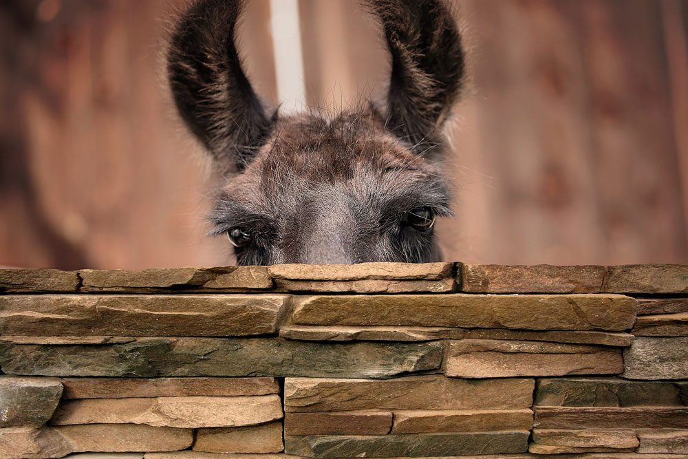Lama Portrait
