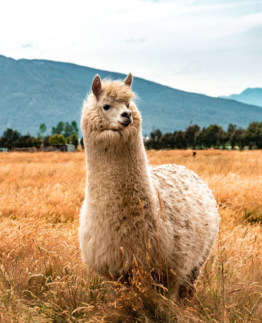 Glückliche Lamas in Peru