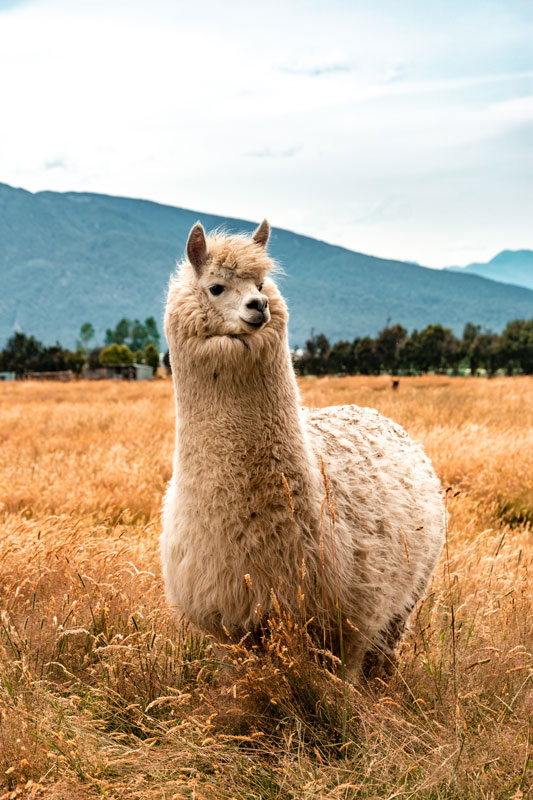 Glückliche Lamas in Peru